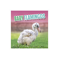 Capstone Global Library Ltd Baby Flamingos (inbunden, eng)