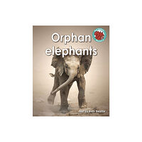 Capstone Global Library Ltd Orphan elephants (häftad, eng)
