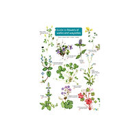 Field Studies Council Guide to flowers of walks and waysides (inbunden, eng)