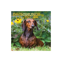 BROWN TROUT US 2024 DACHSHUNDS 2024 SQUARE FOIL