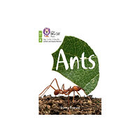HarperCollins Publishers Ants (häftad, eng)