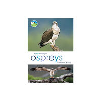 Bloomsbury Publishing PLC RSPB Spotlight Ospreys (häftad, eng)