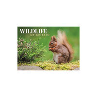 Carousel Calendars Wildlife of Britain A4 Calendar 2025 (häftad, eng)