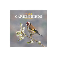 Carousel Calendars British Garden Birds Square Mini Calendar 2025 (häftad, eng)