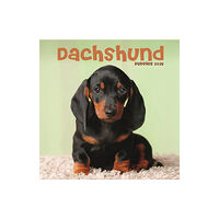 Avonside Publishing Ltd Dachshund Puppies Square Mini Calendar 2025 (häftad, eng)