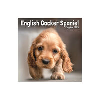 Avonside Publishing Ltd English Cocker Spaniel Puppies Square Mini Calendar 2025 (häftad, eng)