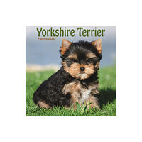 Avonside Publishing Ltd Yorkshire Terrier Puppies Square Mini Calendar 2025 (häftad, eng)