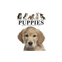 Amber Books Ltd Puppies (häftad, eng)