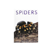 Mason Crest Publishers Spiders (inbunden, eng)