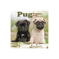 Avonside Publishing Ltd Pug Puppies Square Mini Calendar 2025 (häftad, eng)