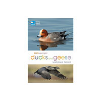 Bloomsbury Publishing PLC RSPB Spotlight Ducks and Geese (häftad, eng)