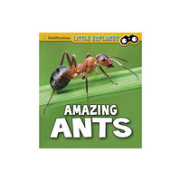 Capstone Global Library Ltd Amazing Ants (häftad, eng)