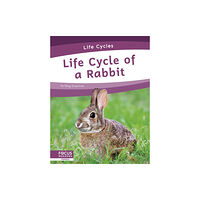 North Star Editions Life Cycles: Life Cycle of a Rabbit (häftad, eng)