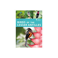 Bloomsbury Publishing PLC Birds of the Lesser Antilles (häftad, eng)