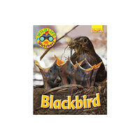 Ruby Tuesday Books Ltd Wildlife Watchers: Blackbird (häftad, eng)