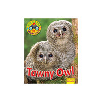 Ruby Tuesday Books Ltd Wildlife Watchers: Tawny Owl (häftad, eng)