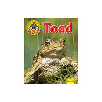 Ruby Tuesday Books Ltd Wildlife Watchers: Toad (häftad, eng)