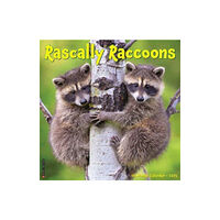 Willow Creek Press Calendars Rascally Raccoons 2025 12 X 12 Wall Calendar