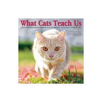 Willow Creek Press Calendars What Cats Teach Us 2025 12 X 12 Wall Calendar