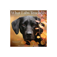 Willow Creek Press Calendars What Labs Teach Us 2025 12 X 12 Wall Calendar