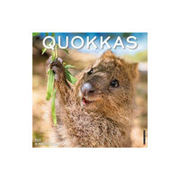 Willow Creek Press Calendars Quokkas 2025 12 X 12 Wall Calendar