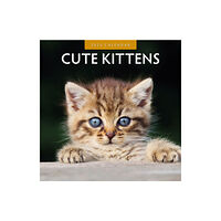 Red Robin Publishing Ltd. Cute Kittens 2025 Square Wall Calendar (häftad, eng)