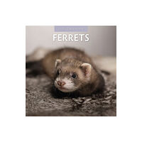 Red Robin Publishing Ltd. Ferrets 2025 Square Wall Calendar (häftad, eng)