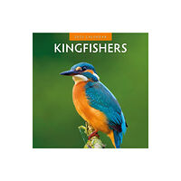 Red Robin Publishing Ltd. Kingfishers 2025 Square Wall Calendar (häftad, eng)