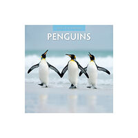 Red Robin Publishing Ltd. Penguins 2025 Square Wall Calendar (häftad, eng)