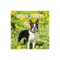 Red Robin Publishing Ltd. Boston Terriers 2025 Square Wall Calendar (häftad, eng)