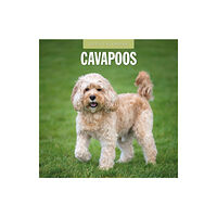 Red Robin Publishing Ltd. Cavapoos 2025 Square Wall Calendar (häftad, eng)