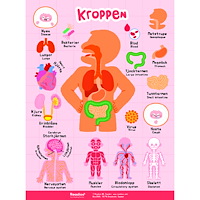 Ny värld förlag Poster: Kroppen
