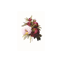 Anness publishing Memo Block: Redoute Peony (inbunden, eng)