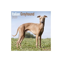Avonside Publishing Ltd Italian Greyhound Calendar 2020 (häftad, eng)