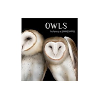 Pomegranate Europe OWLS THE PAINTINGS OF JEANNINE CHAPPELL (häftad, eng)