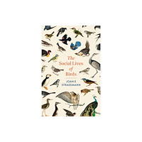 Headline Publishing Group The Social Lives of Birds (häftad, eng)