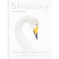 Anna Froster Sångsvan : Tillbaka i ljuset (inbunden)