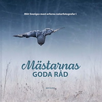 Camilla Noresson Mästarnas goda råd (inbunden) (Skadad)