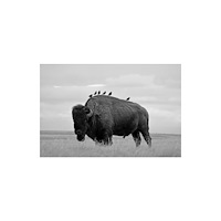 University of Nebraska Press Starlings (häftad, eng)