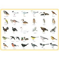 Hjelm förlag Underlägg Fåglar