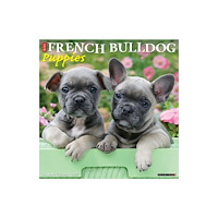 Willow Creek Press French Bulldog Puppies 2027 Wall (häftad, eng)