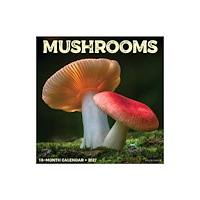 Willow Creek Press Mushrooms 2027 Wall (häftad, eng)
