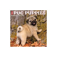 Willow Creek Press Pug Puppies 2027 Wall (häftad, eng)