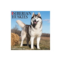 Willow Creek Press Siberian Huskies 2027 Wall (häftad, eng)