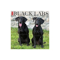 Willow Creek Press Black Labs 2027 Wall (häftad, eng)