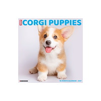 Willow Creek Press Corgi Puppies 2027 Wall (häftad, eng)