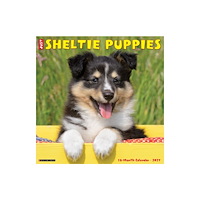 Willow Creek Press Sheltie Puppies 2027 Wall (häftad, eng)
