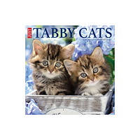 Willow Creek Press Tabby Cats 2027 Wall (häftad, eng)