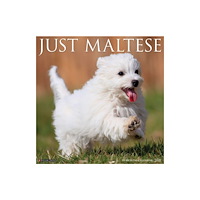 Willow Creek Press Maltese 2027 Wall (häftad, eng)