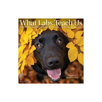 Willow Creek Press What Labs Teach Us 2027 Wall (häftad, eng)